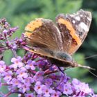 Schmetterling im Garten