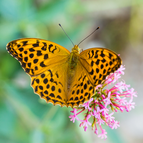 Schmetterling im Garten der Abtei von le Thoronet