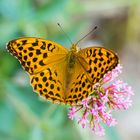 Schmetterling im Garten der Abtei von le Thoronet