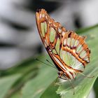 Schmetterling im Garten der Schmetterlinge