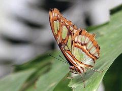 Schmetterling im Garten der Schmetterlinge