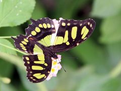 Schmetterling im Garten der Schmetterlinge