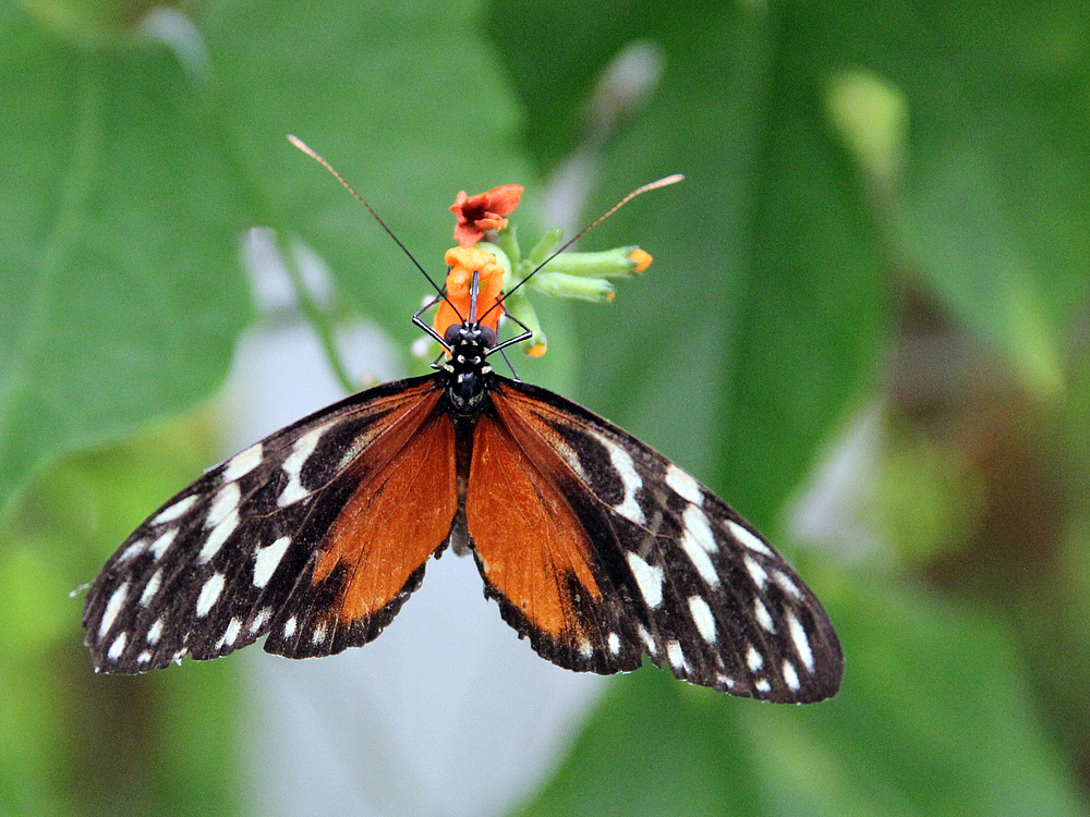 Schmetterling im Garten der Schmetterlinge in Friedrichsruh