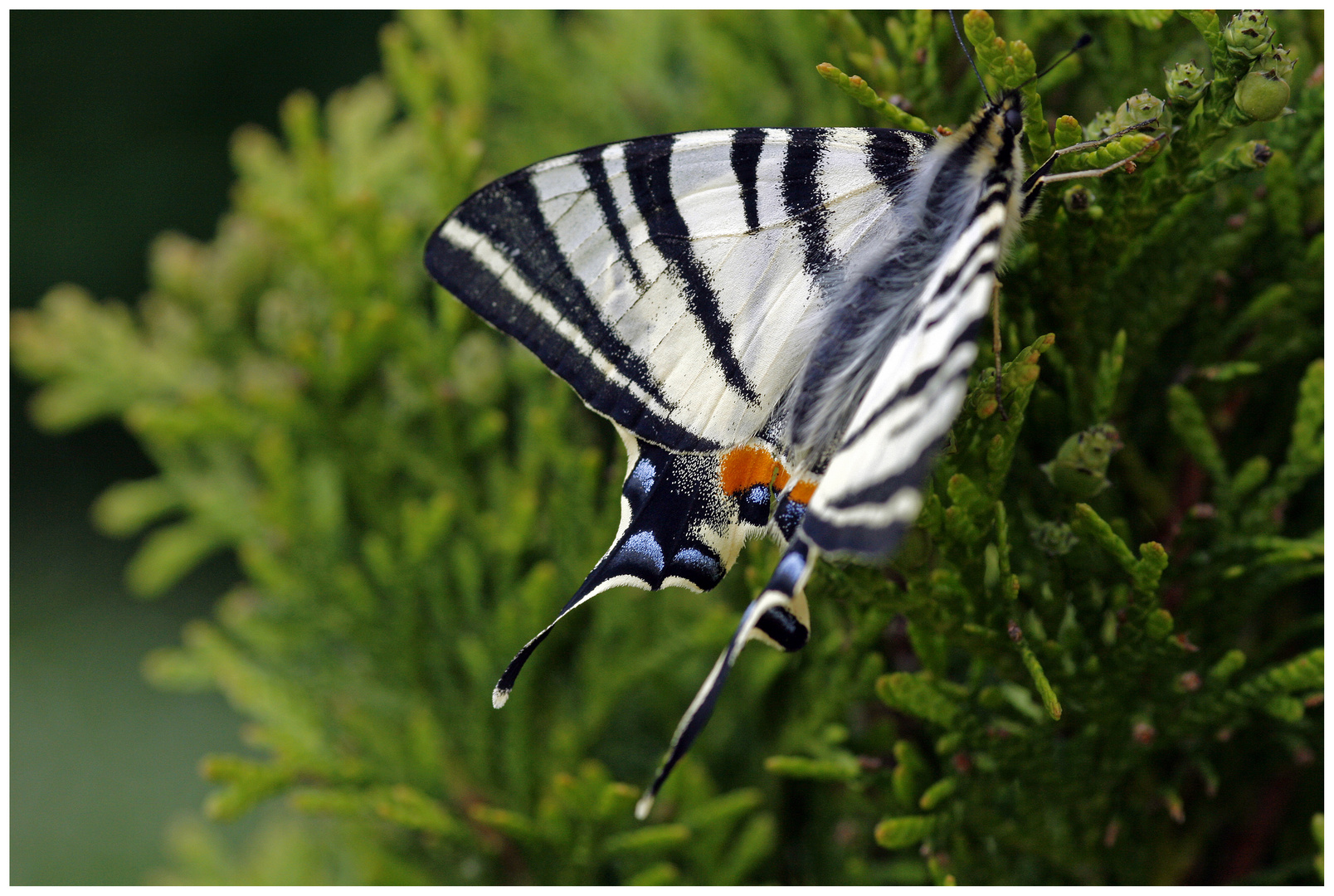 Schmetterling im Garten