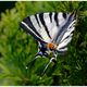 Schmetterling im Garten