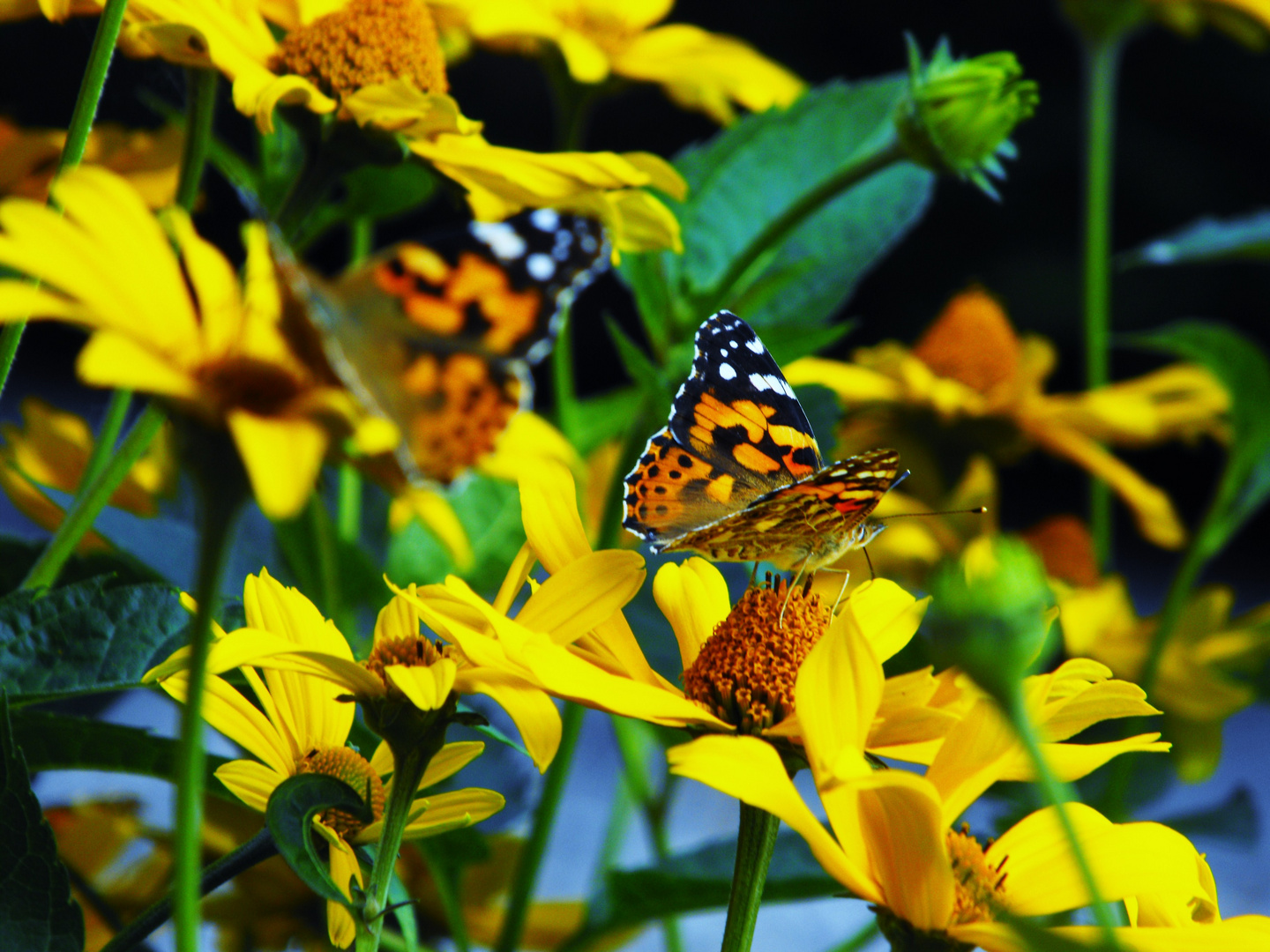 Schmetterling im Garten