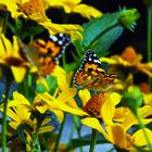 Schmetterling im Garten