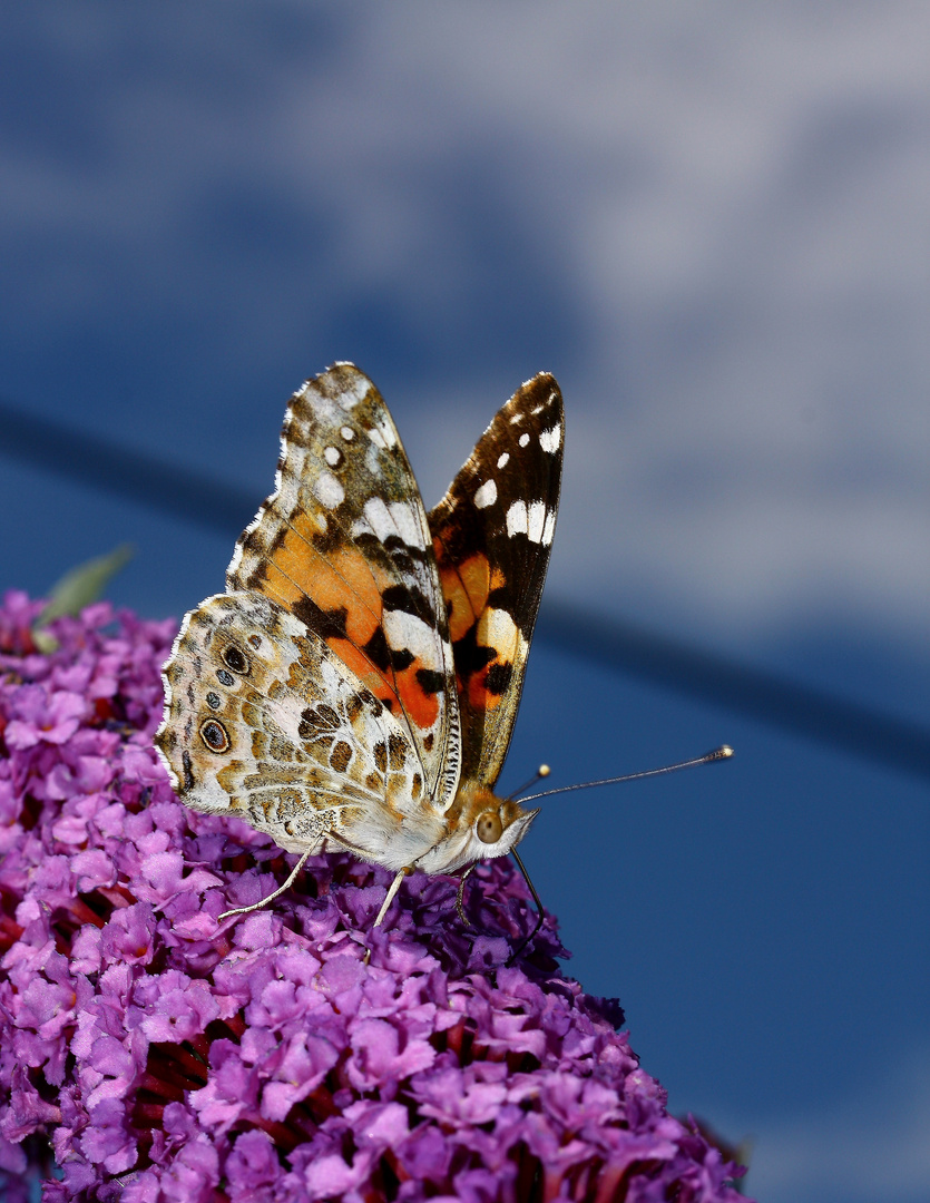 Schmetterling im Garten