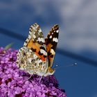 Schmetterling im Garten