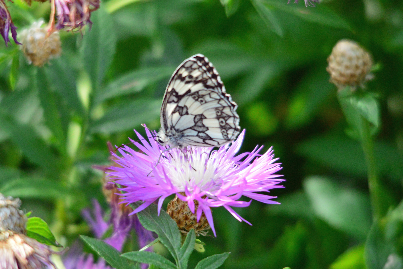 Schmetterling im Garten-Frei Hand fotografiert!