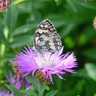 Schmetterling im Garten-Frei Hand fotografiert!