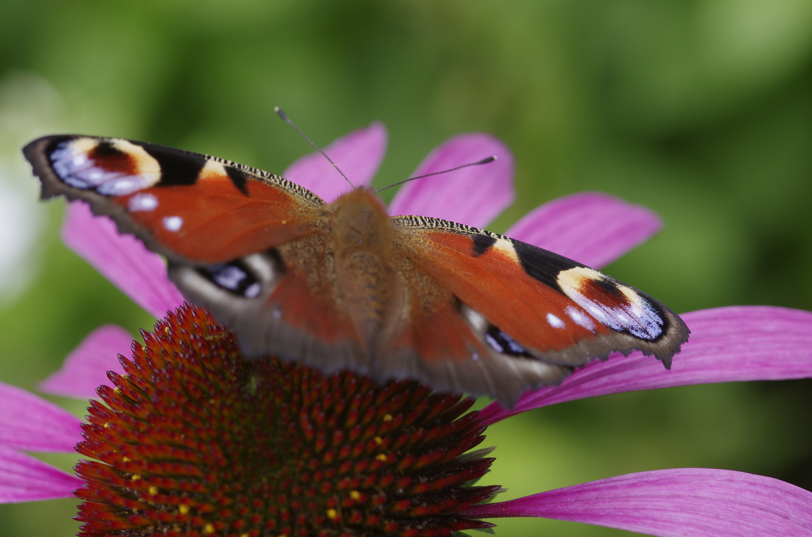 Schmetterling im Garten I