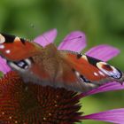 Schmetterling im Garten I