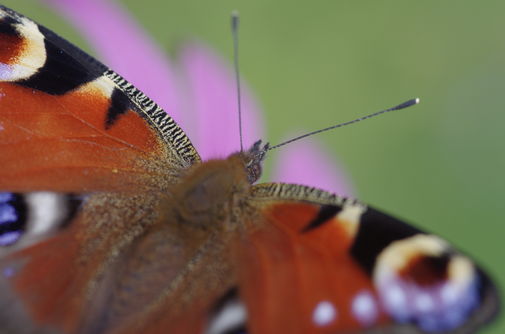 Schmetterling im Garten IV