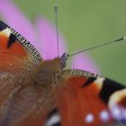 Schmetterling im Garten IV