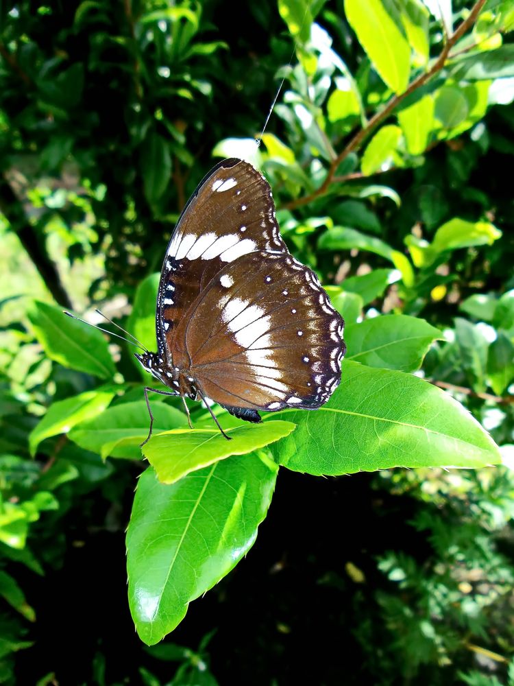 " Schmetterling im Garten " , Pang-pang - Aklan - Panay 2014