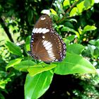 " Schmetterling im Garten " , Pang-pang - Aklan - Panay 2014