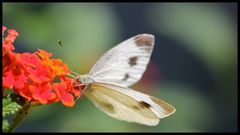 Schmetterling im Garten2