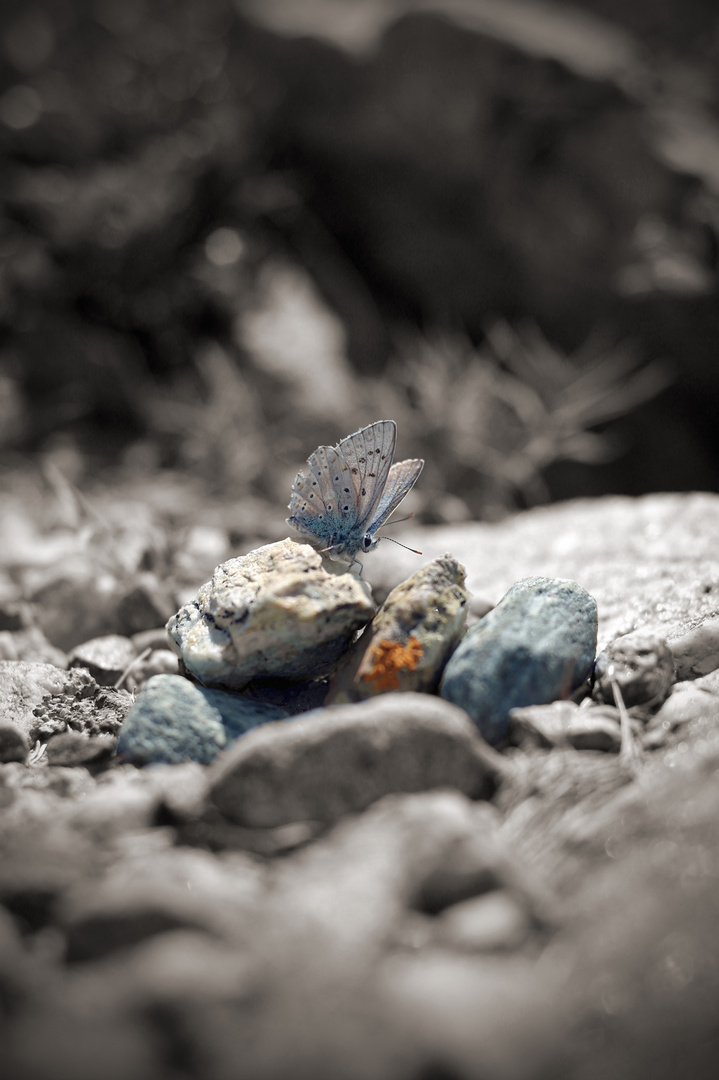 Schmetterling im Gebirge