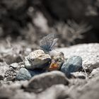 Schmetterling im Gebirge