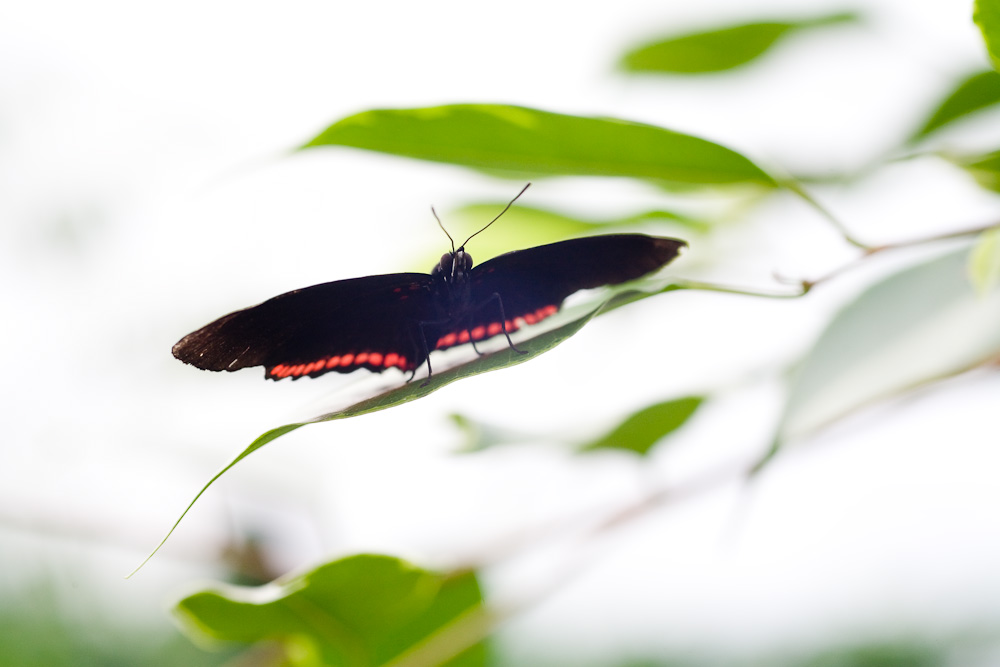 Schmetterling im Gegenlicht 01