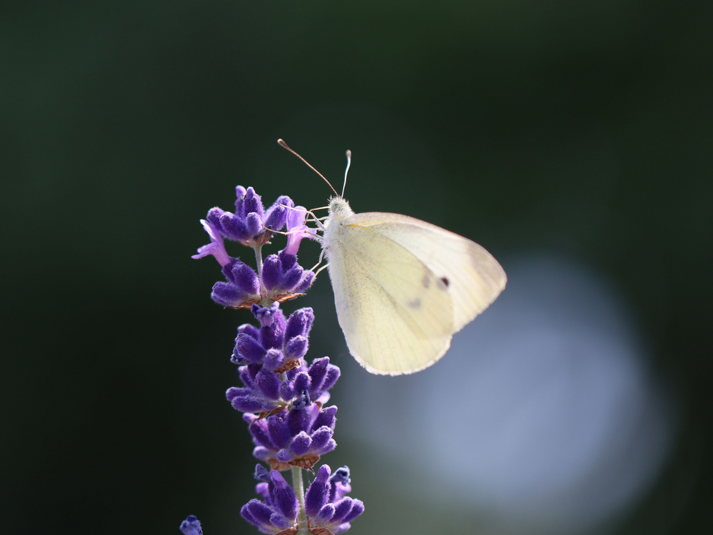 Schmetterling im Gegenlicht