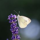 Schmetterling im Gegenlicht