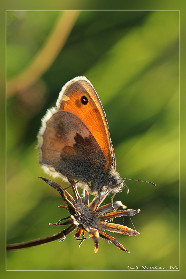 Schmetterling im Gegenlicht