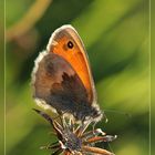 Schmetterling im Gegenlicht