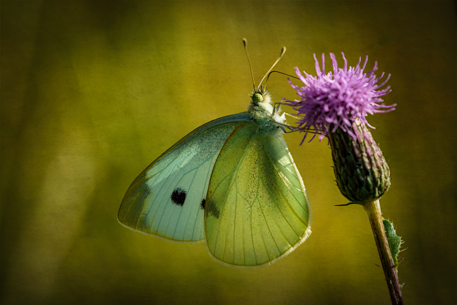 Schmetterling im Gegenlicht