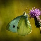 Schmetterling im Gegenlicht
