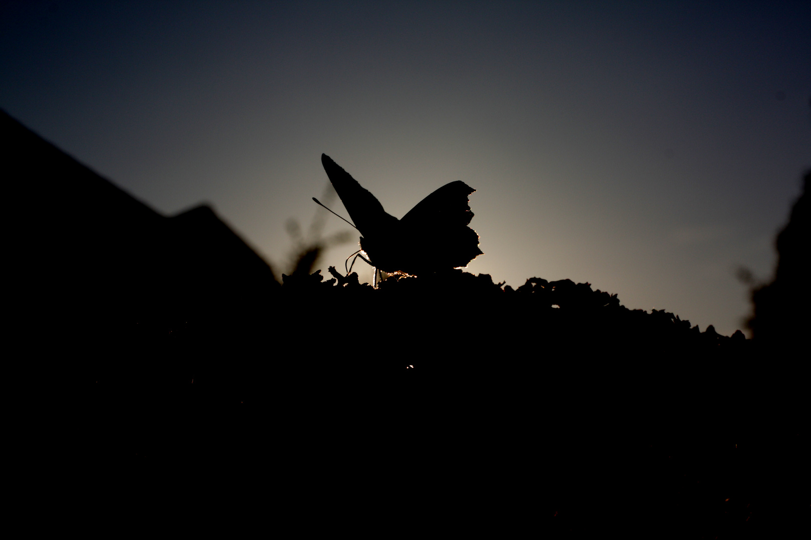 Schmetterling im Gegenlicht