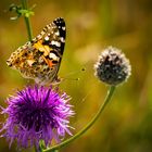 Schmetterling im Gegenlicht