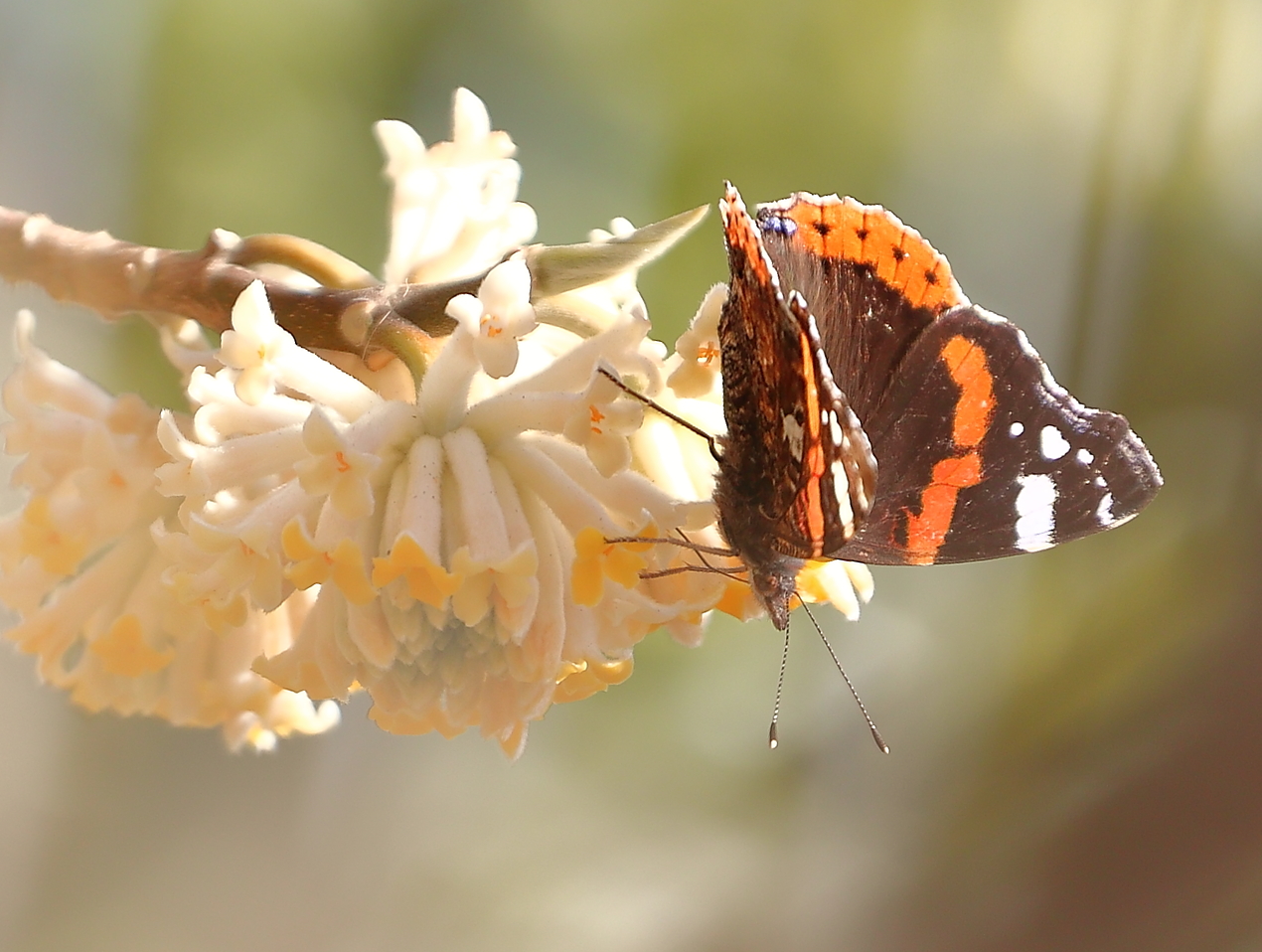  Schmetterling im Gegenlicht 