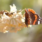  Schmetterling im Gegenlicht 