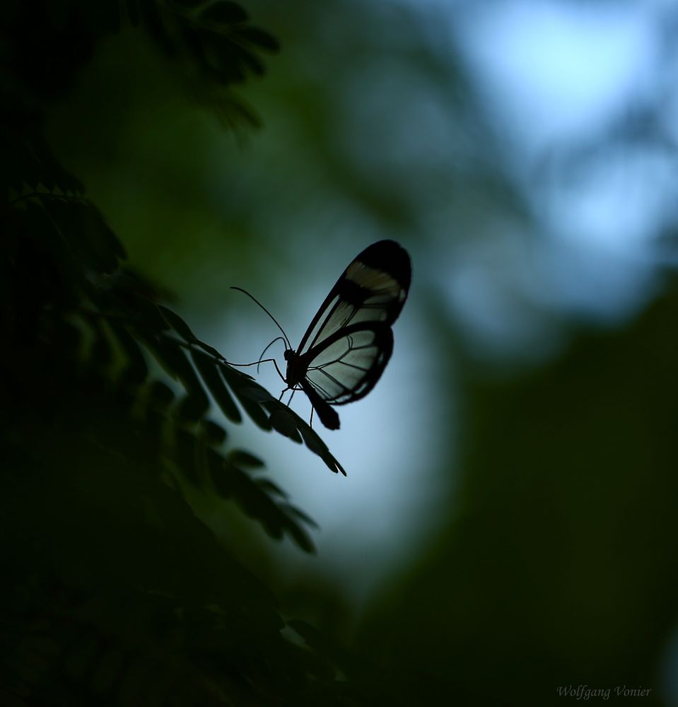 Schmetterling im Gegenlicht