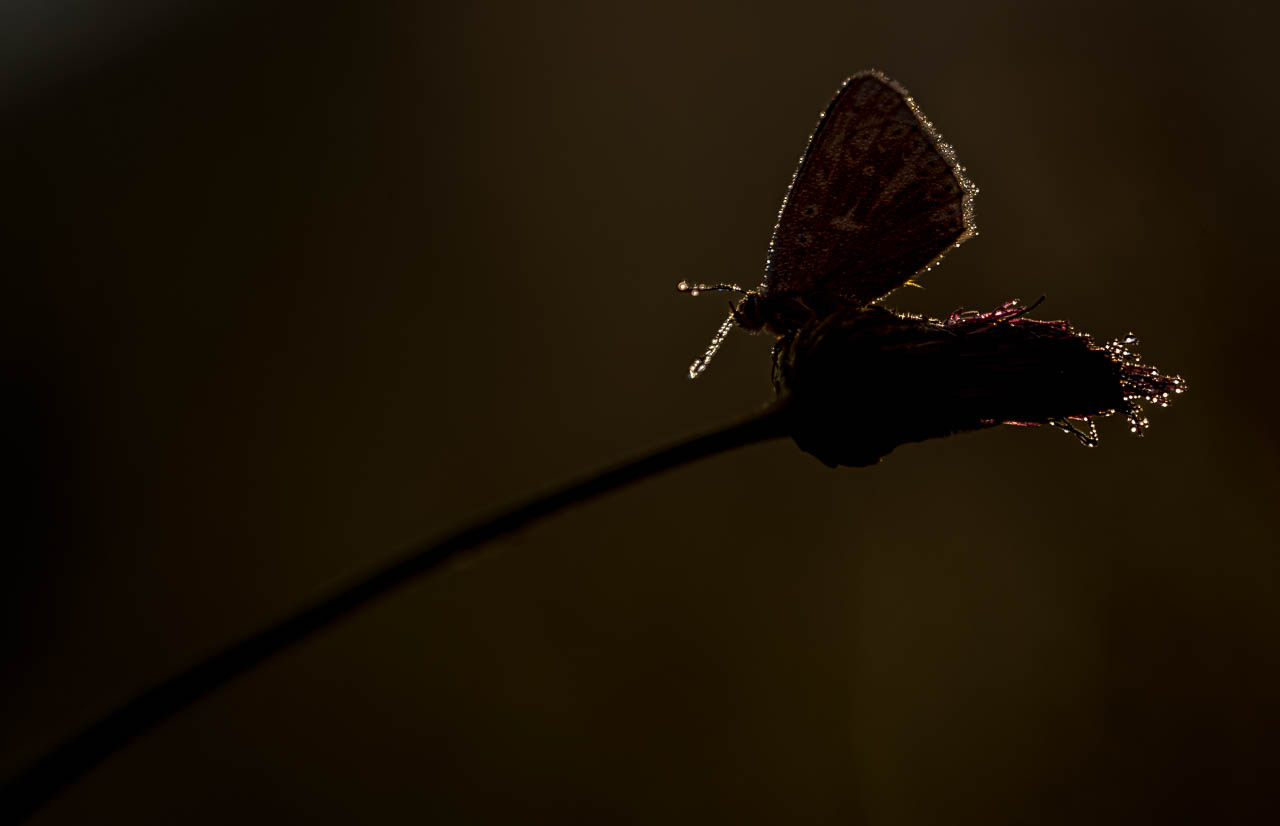 Schmetterling im Gegenlicht