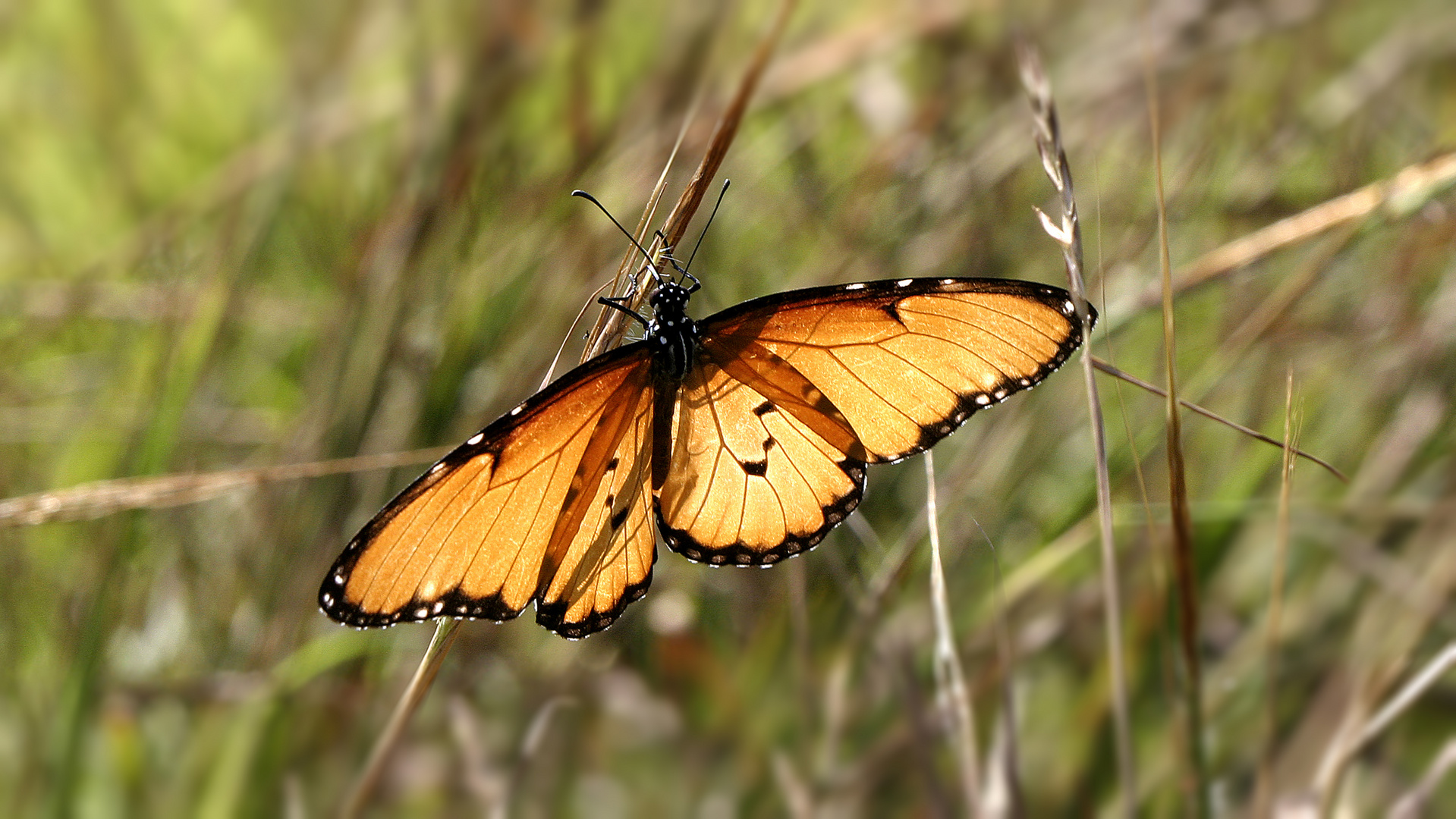 Schmetterling im Gegenlicht