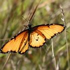 Schmetterling im Gegenlicht