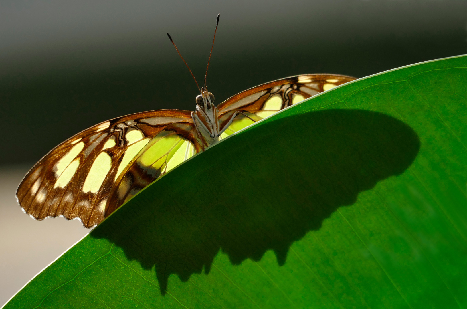 Schmetterling im Gegenlicht