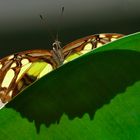 Schmetterling im Gegenlicht