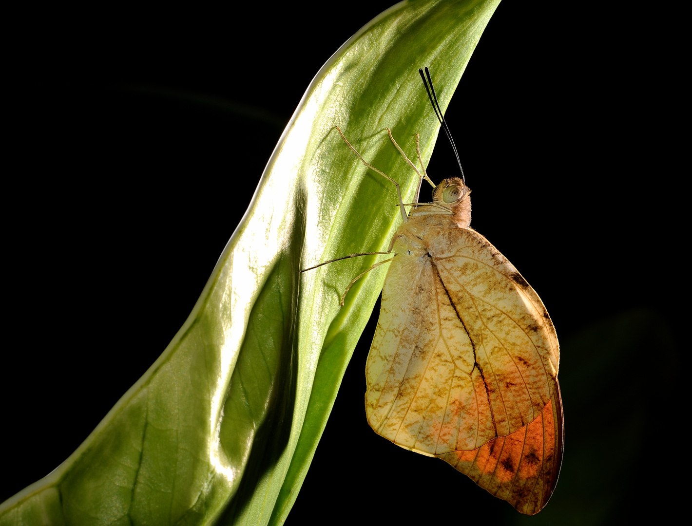 Schmetterling im Gegenlicht