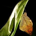 Schmetterling im Gegenlicht