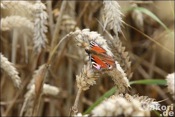 Schmetterling im Getreide