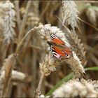 Schmetterling im Getreide