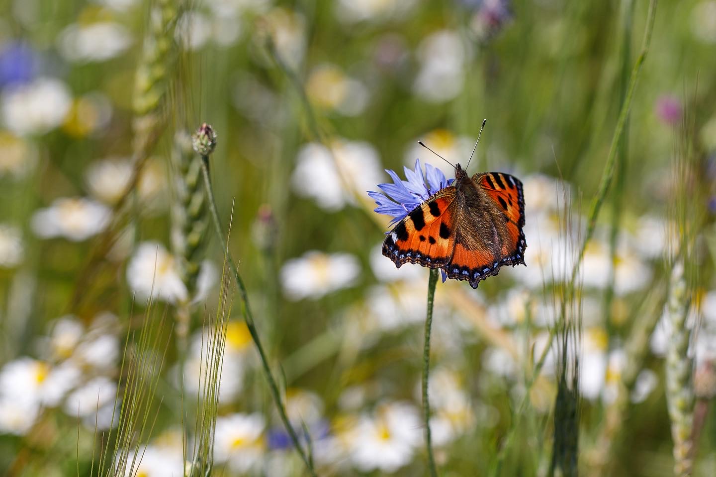 Schmetterling im Getreidefeld 