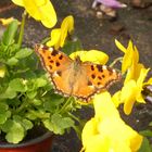 Schmetterling im Gewächshaus