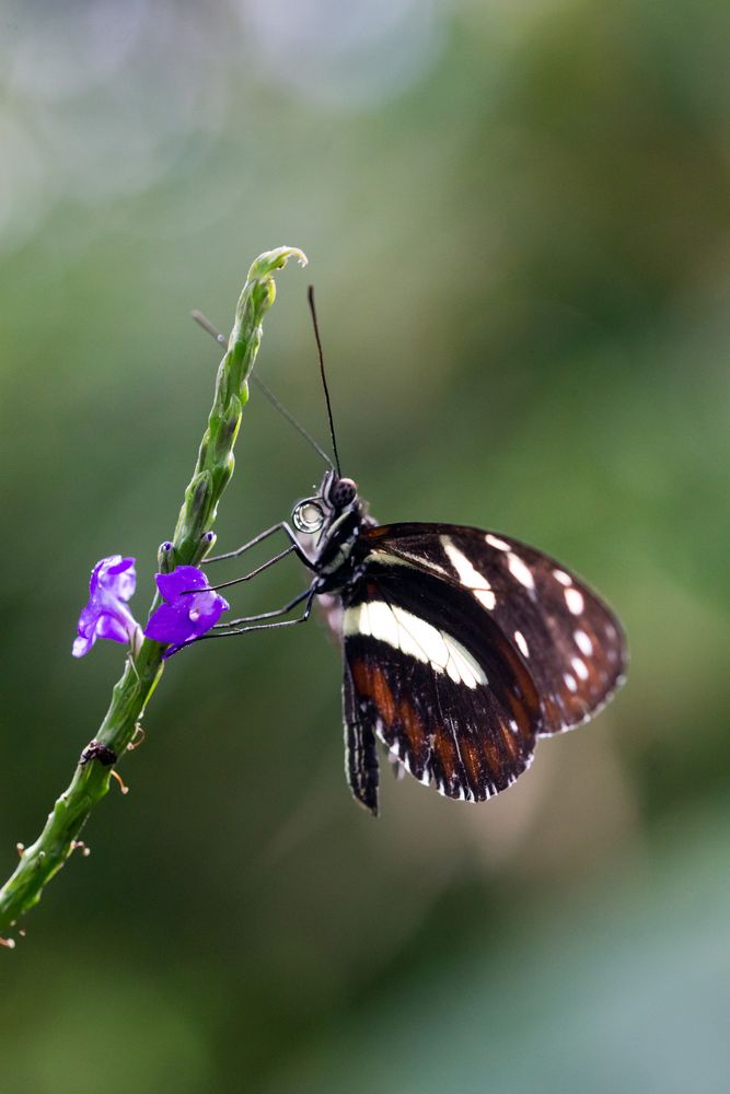 Schmetterling im Glück