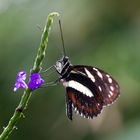 Schmetterling im Glück