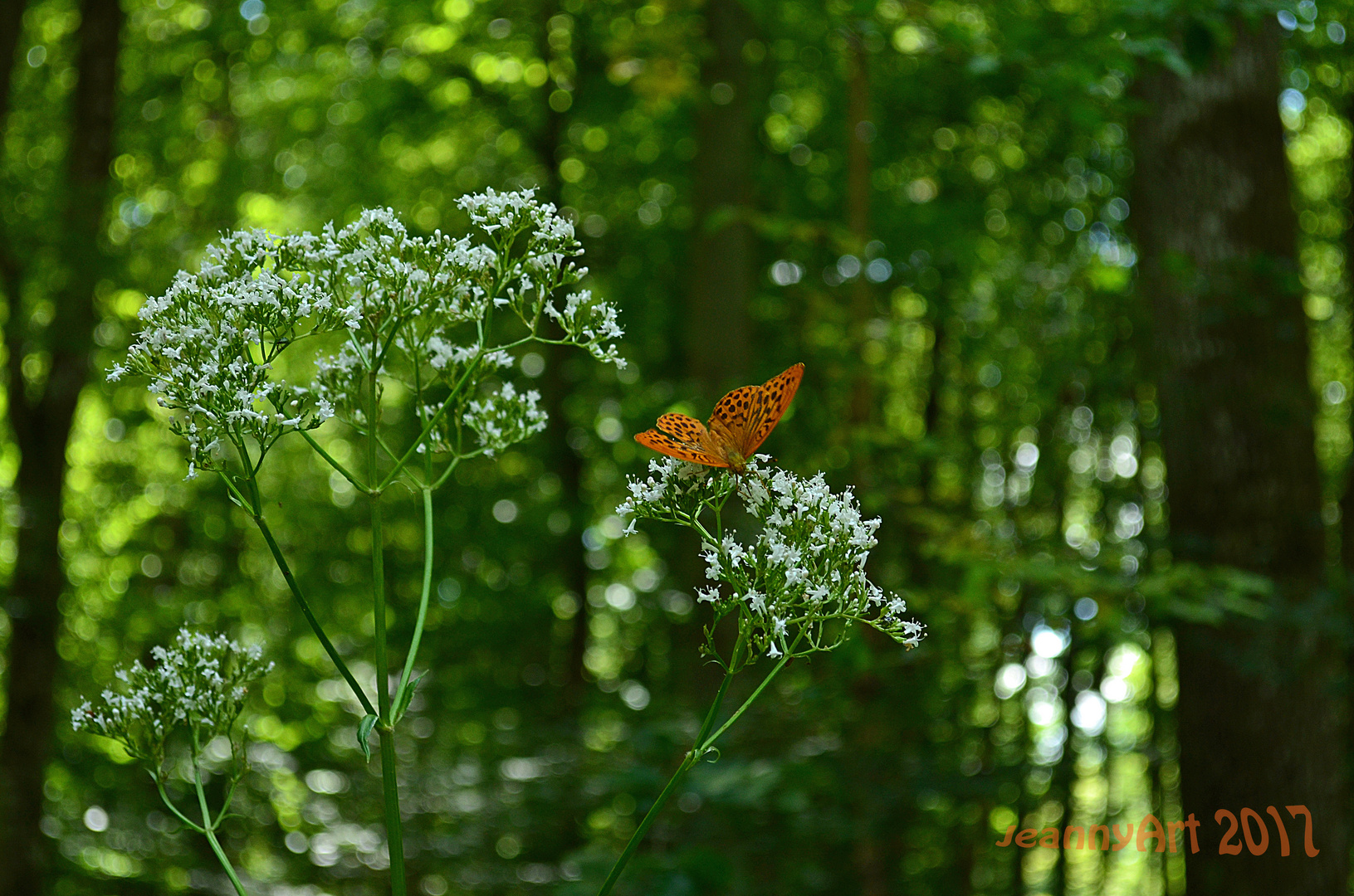 Schmetterling im Gramschatzer Wald